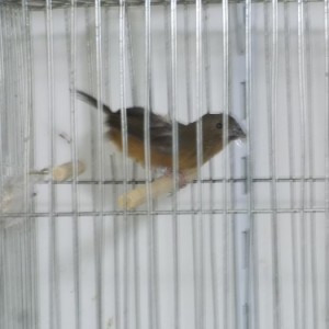 Criadouro Copacabana