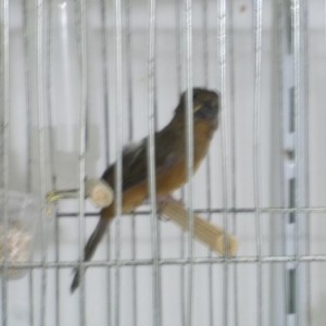 Criadouro Copacabana